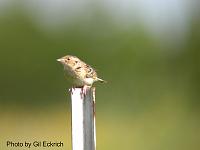 Grasshopper Sparrow May 07 Field Trip 062 